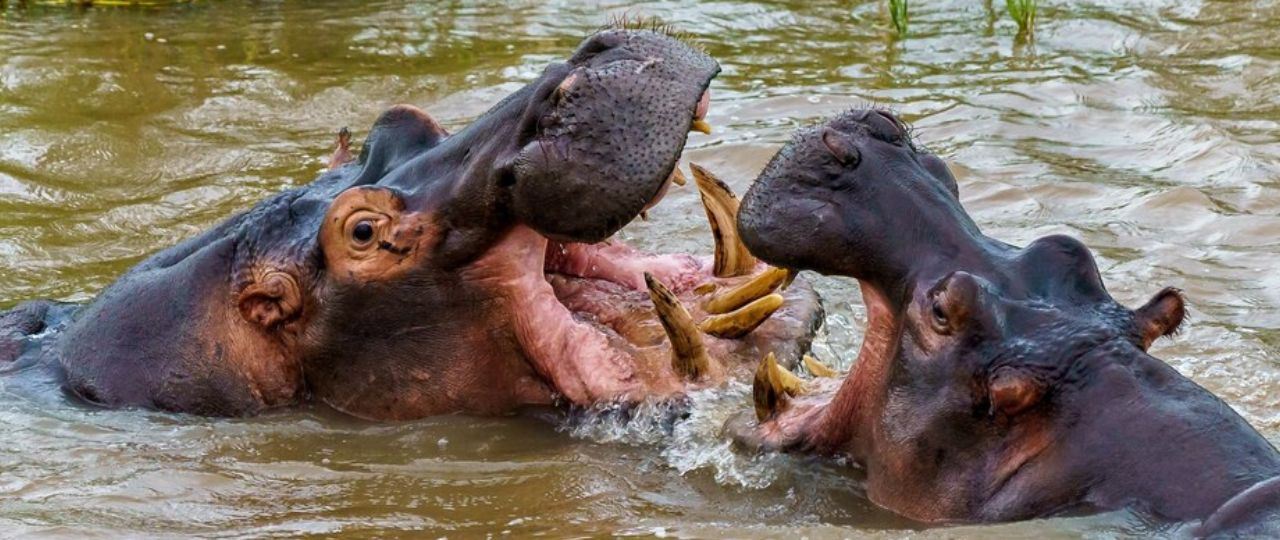 Herd of hippos in mud: Ugandan video mistaken for Satkhira